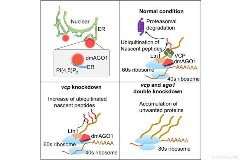 Scientists Uncover Novel Role of Argonaute Proteins in Protein Quality Control