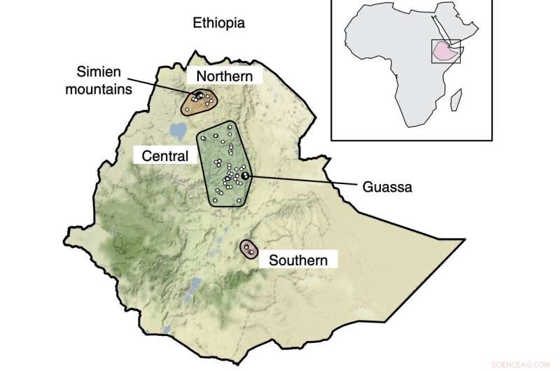 Scientists Uncover First Molecular Clues to Gelada Monkeys  High-Altitude Adaptation