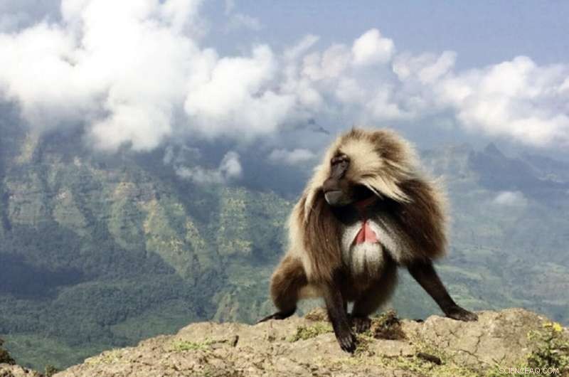 Scientists Uncover First Molecular Clues to Gelada Monkeys  High-Altitude Adaptation