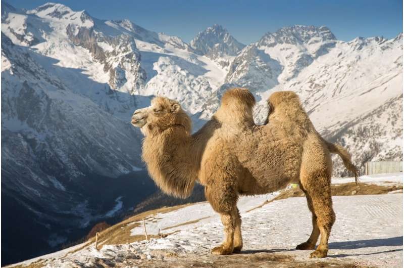 Giant Two-Humped Camels Coexisted with Archaic Humans in Mongolia Until 27,000 Years Ago