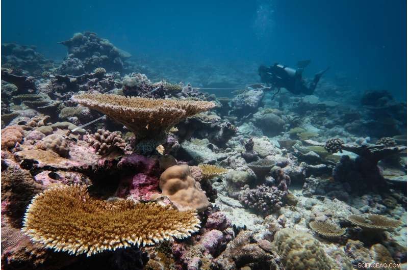 Remote Indian Ocean Coral Reefs Rapidly Recover After Mass Bleaching
