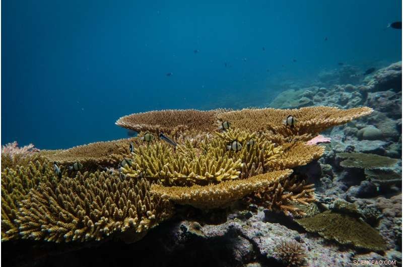 Remote Indian Ocean Coral Reefs Rapidly Recover After Mass Bleaching