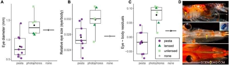 Deep-Sea Shrimp Eye Sizes Evolved to Spot Peers in Ocean Depths, Study Reveals