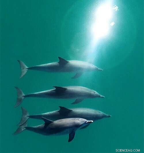 Male Bottlenose Dolphins Use Whistles to Sustain Vital Social Bonds, Study Reveals