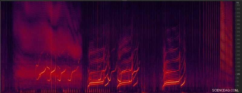 Male Bottlenose Dolphins Use Whistles to Sustain Vital Social Bonds, Study Reveals