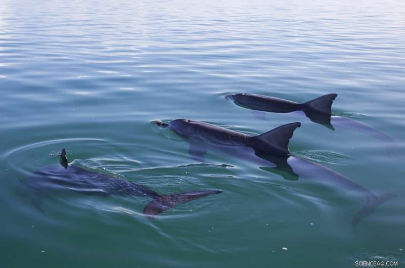 Socially Connected Male Dolphins Father More Offspring, Study Reveals