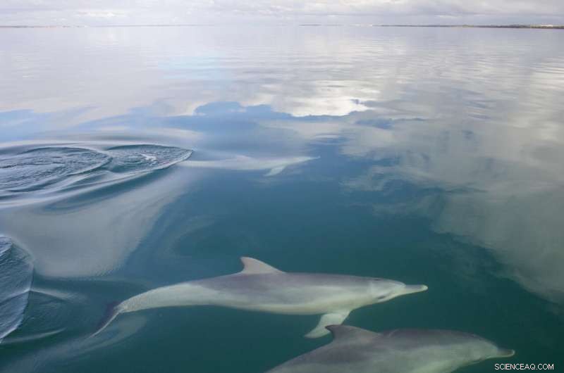 Socially Connected Male Dolphins Father More Offspring, Study Reveals