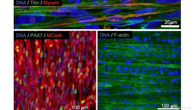 Breakthrough: Synthetic Scaffold Grows Human Muscle Tissue from Stem Cells in Lab