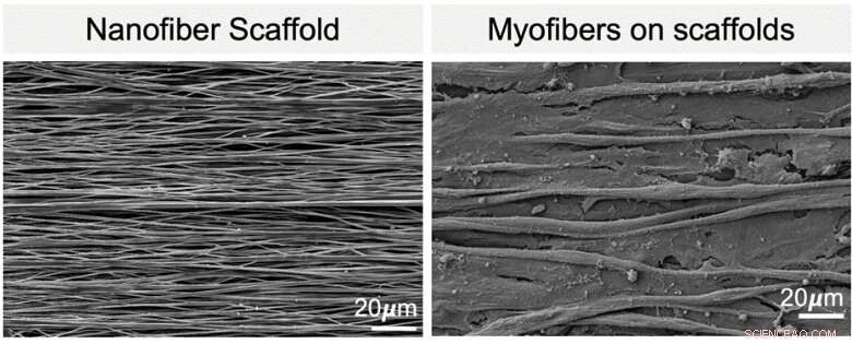 Breakthrough: Synthetic Scaffold Grows Human Muscle Tissue from Stem Cells in Lab