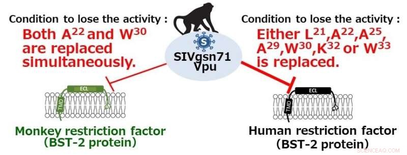 SIV Vpu Protein Evades Monkey and Human Immune Defenses Differently
