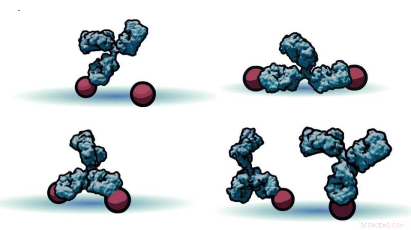 New Model Reveals How Antibodies Navigate Pathogen Surfaces Like a Child on Stepping Stones
