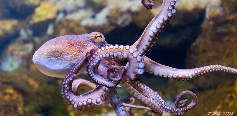 Octopus Farming: Animal Welfare & Sustainability Concerns