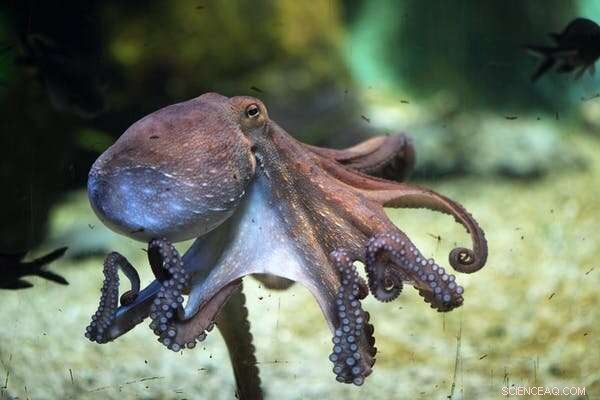 Octopus Farming: Animal Welfare & Sustainability Concerns