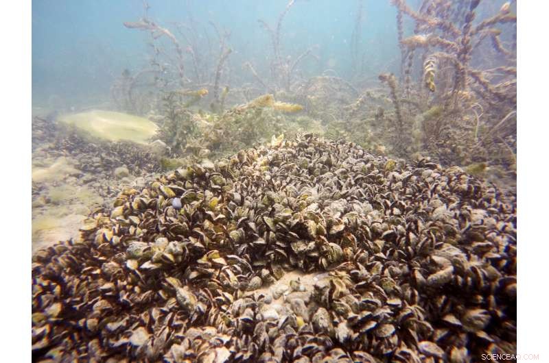 Quagga Mussels in Switzerland: Impact on Lake Ecosystems - Eawag