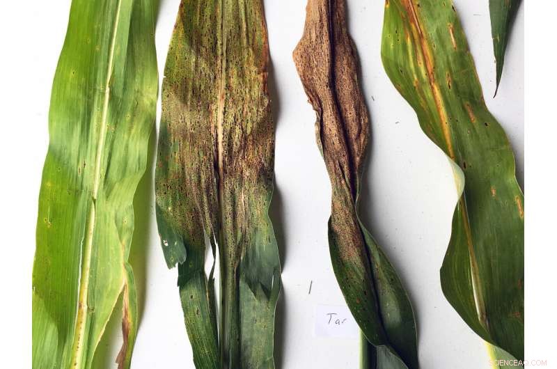 New Corn Varieties Show Natural Resistance to Tar Spot – University of Illinois Research