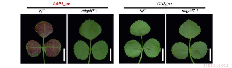 Target Gene Identified for Enhanced Anthocyanin Production in Plants