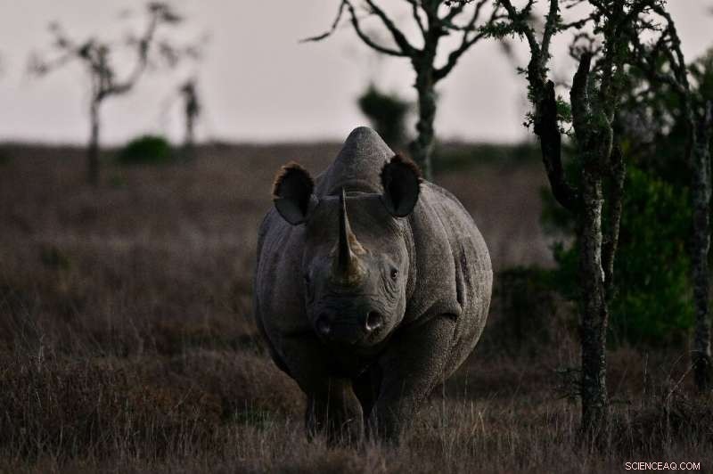 World Bank Bond Funds Rhino Conservation in South Africa