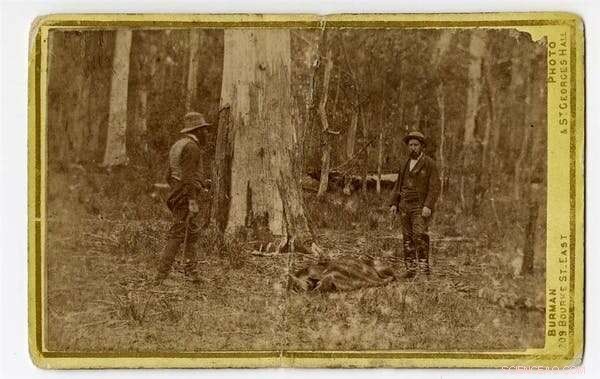 Quoll Diet: Disturbing Evidence of Australian Quolls Feeding on Human Remains