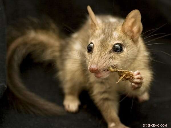 Quoll Diet: Disturbing Evidence of Australian Quolls Feeding on Human Remains