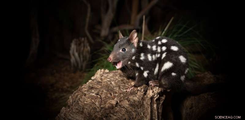 Quoll Diet: Disturbing Evidence of Australian Quolls Feeding on Human Remains
