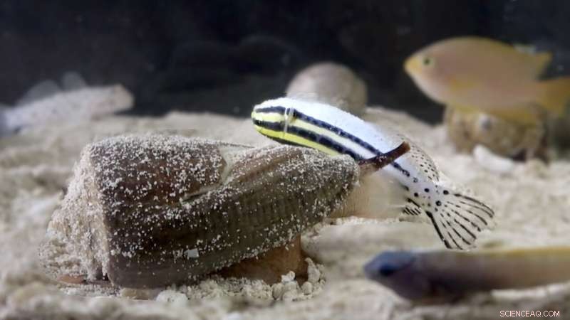Deep-Sea Cone Snail Venom Yields Novel Pain-Relieving Compound