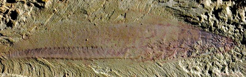 Ancient Delta Holds Clues to the Origins of Modern Animal Life