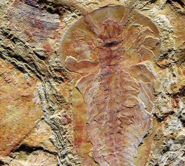 Ancient Delta Holds Clues to the Origins of Modern Animal Life