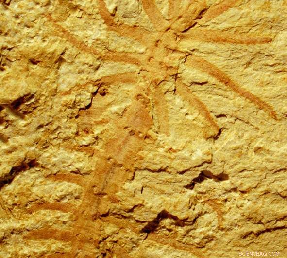 Ancient Delta Holds Clues to the Origins of Modern Animal Life