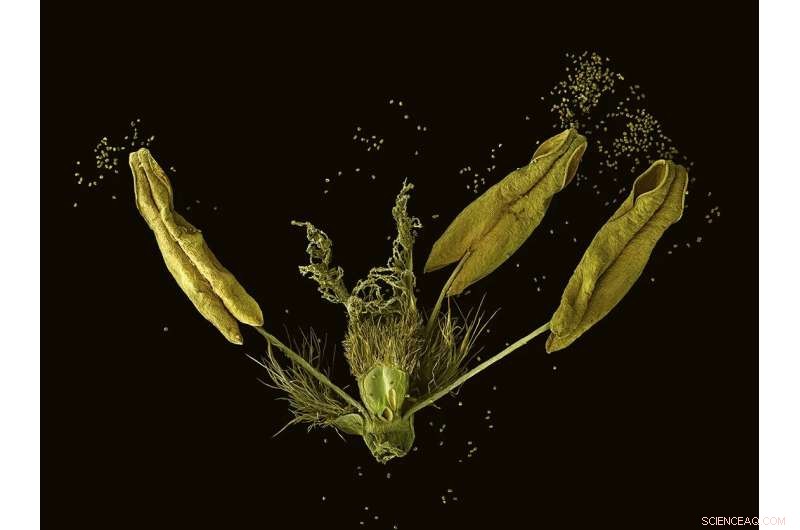 Auxin s Role in Barley Pollen Starch Production: A Microscopic Study