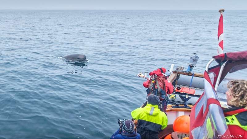 Underwater Noise Pollution: A Threat to Marine Life & Whale Behavior