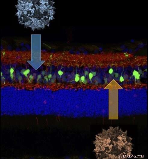 Gene Therapy Restores Night Vision in Dogs with Congenital Blindness