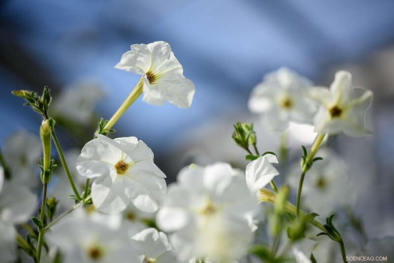 Petunias: Unlocking the Secret to Cherry Flavor – A Scientific Discovery
