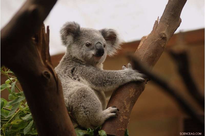 Human Impact on Wildlife Survival: A Global Analysis