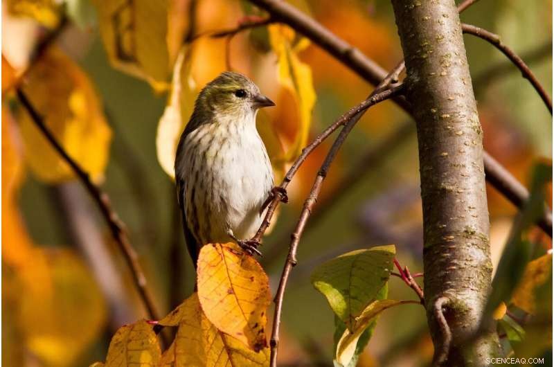 Extreme Heat Impacts Forest Birds More Than Urban Birds - New Study