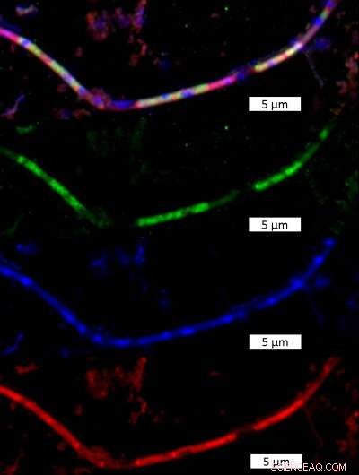 Microbial Interactions in Deep-Sea Sediments: Bacterium-Microbe Predation