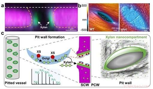Glycan Nanocompartments Shape Plant Xylem Structure and Strength