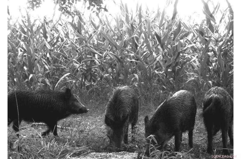 Feral Swine & Anthrax Risk: New Research Identifies High-Risk Zones