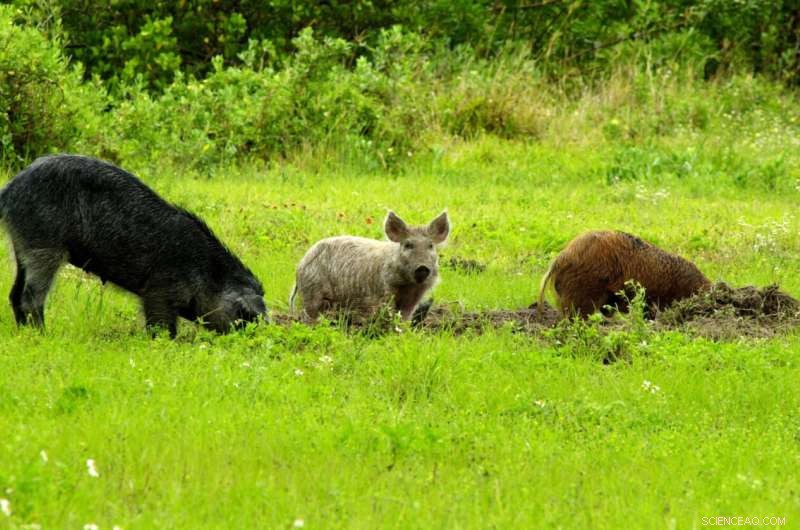 Feral Swine & Anthrax Risk: New Research Identifies High-Risk Zones