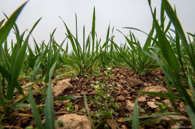 Sustainable Farming: Scientists Reduce Chemical Use & Support Farmers