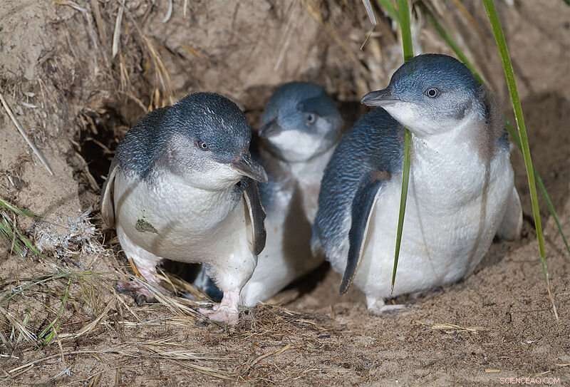 Fungus Offers Potential Solution to Sea Spurge Threatening Little Penguin Habitats