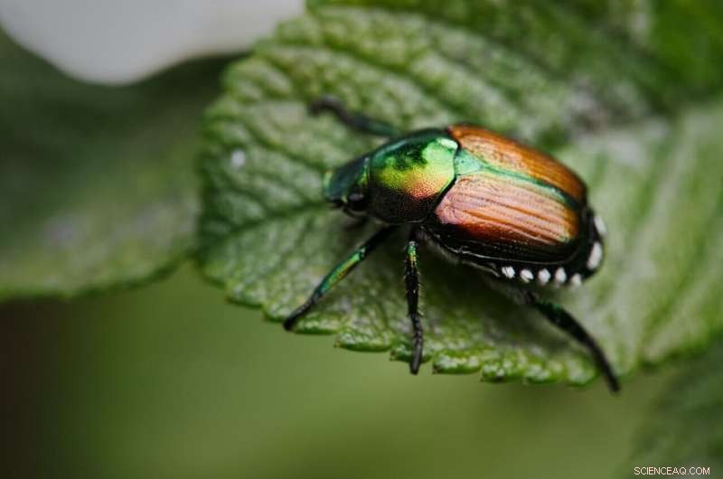 Evolution of Beetles: New Research Reveals Peak Prolificacy Period