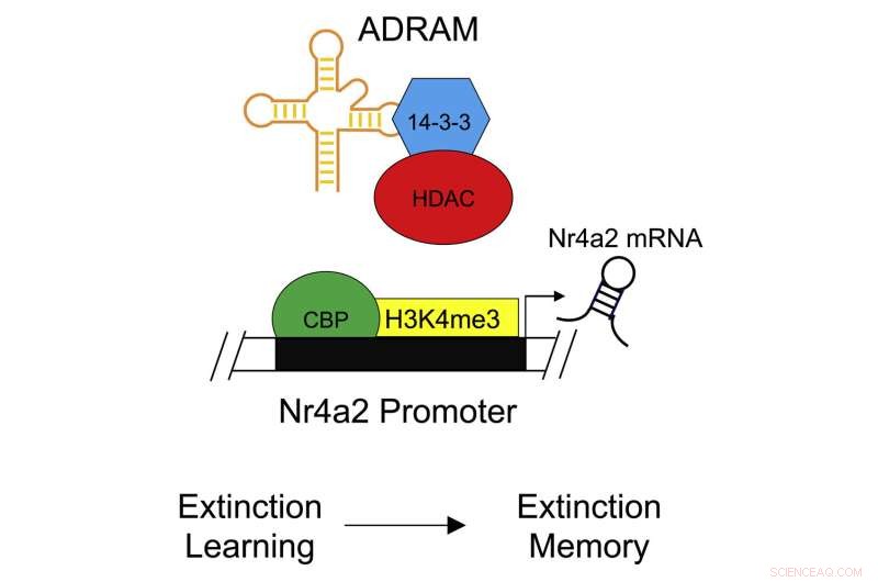 Unlocking Fear Control: How  Junk DNA  May Offer New PTSD & Phobia Treatments
