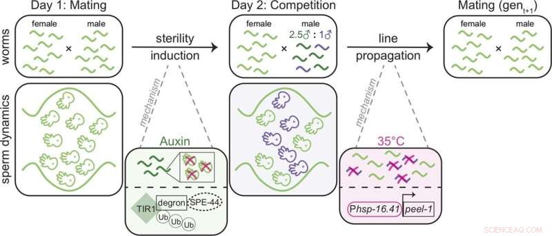 How Sperm Competition Drives Evolutionary Change in Worms