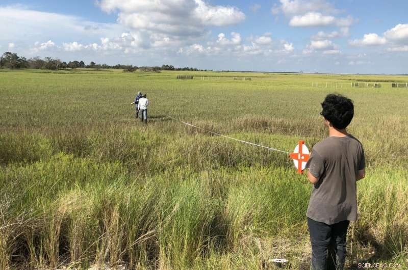 Beneficial Bacteria Fuel Salt Marsh Grass Growth in Georgia