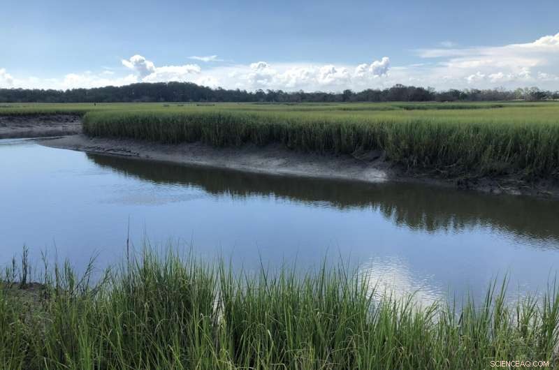 Beneficial Bacteria Fuel Salt Marsh Grass Growth in Georgia