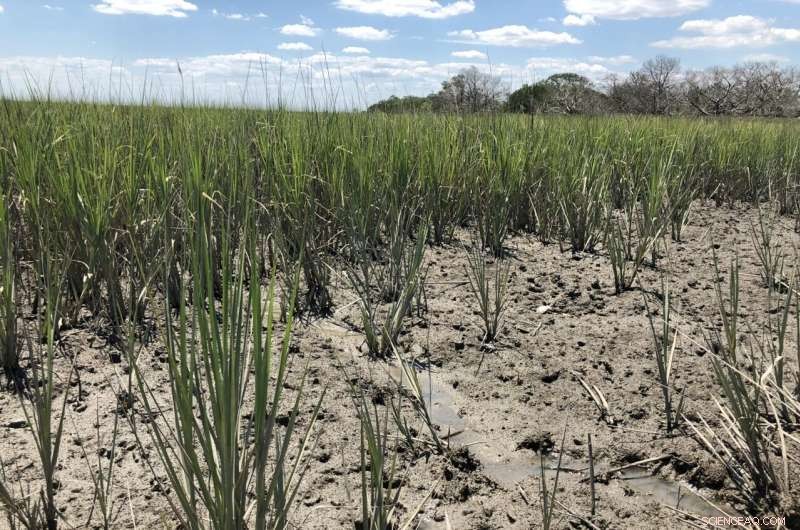 Beneficial Bacteria Fuel Salt Marsh Grass Growth in Georgia