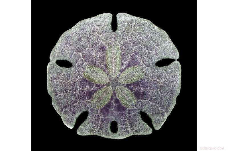 New Research Rewrites the Early Evolution of Sea Urchins and Echinoids