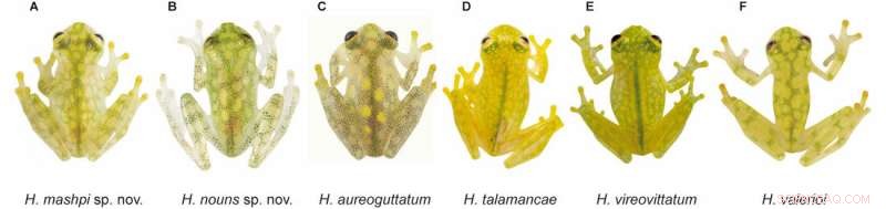 Rare Glass Frogs Found Near Andean Mining – Conservation Concerns