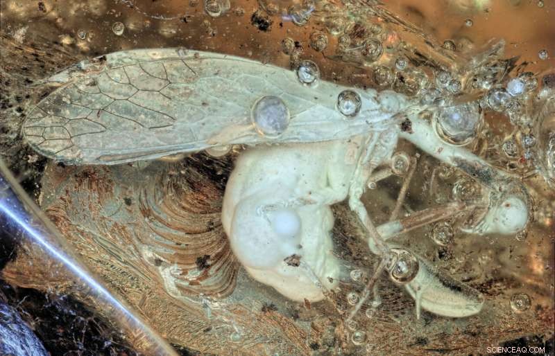 Ancient Amber Reveals Mantis-Like Lacewing from 30 Million Years Ago