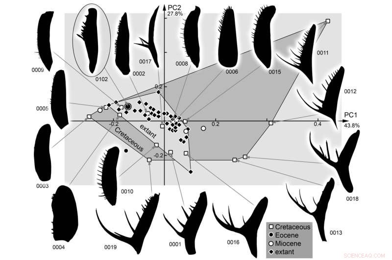 Ancient Amber Reveals Mantis-Like Lacewing from 30 Million Years Ago